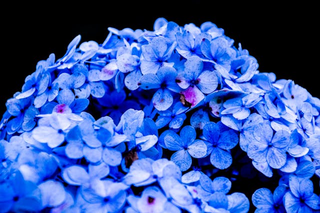 bunga Hydrangea