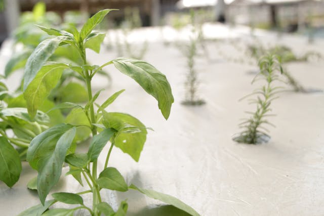 hidroponik tampak dekat