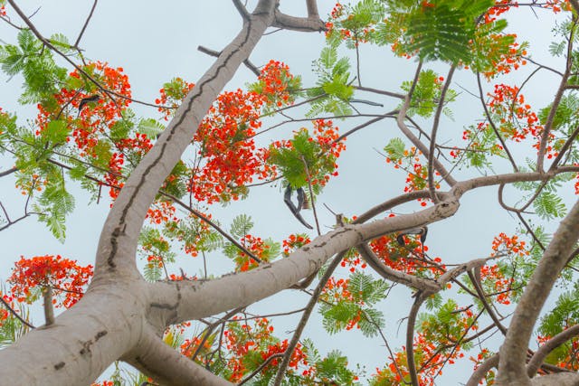 pohon flamboyan