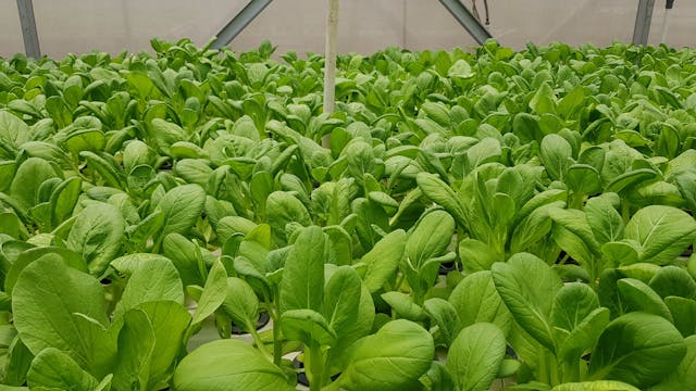 tanaman penuh hidroponik