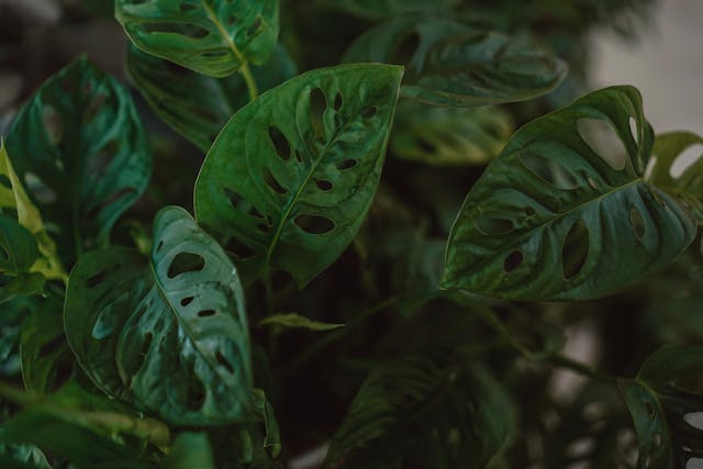 janda bolong menjuntai